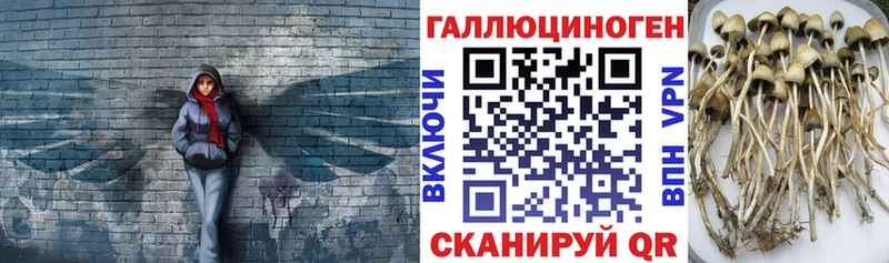 Псилоцибиновые грибы прущие грибы  Каневская 